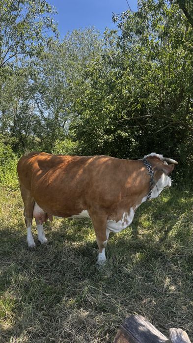 Vand vaca baltata romaneasca