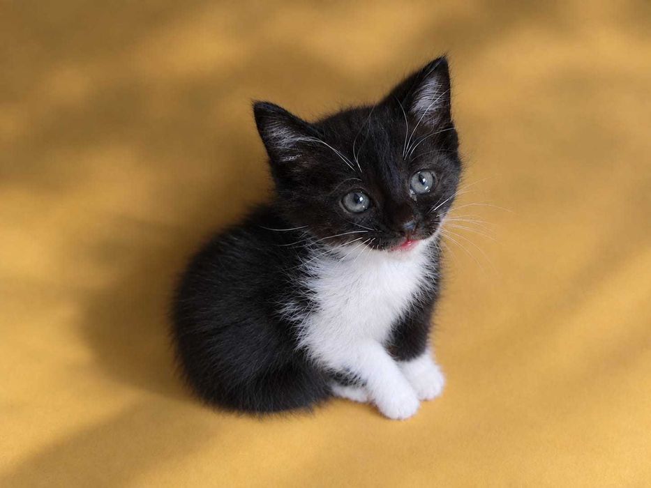 Котята бесплатно