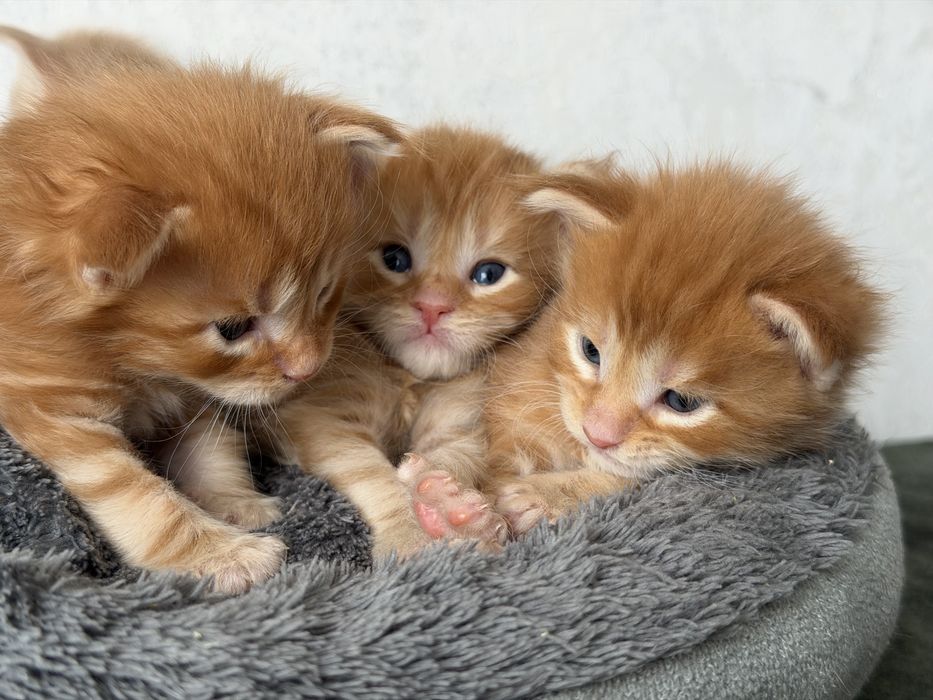 Котята Мейн кун бронь