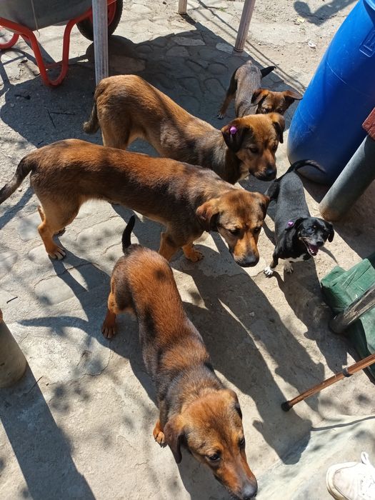 3 pui catel pt adoptie, masculi