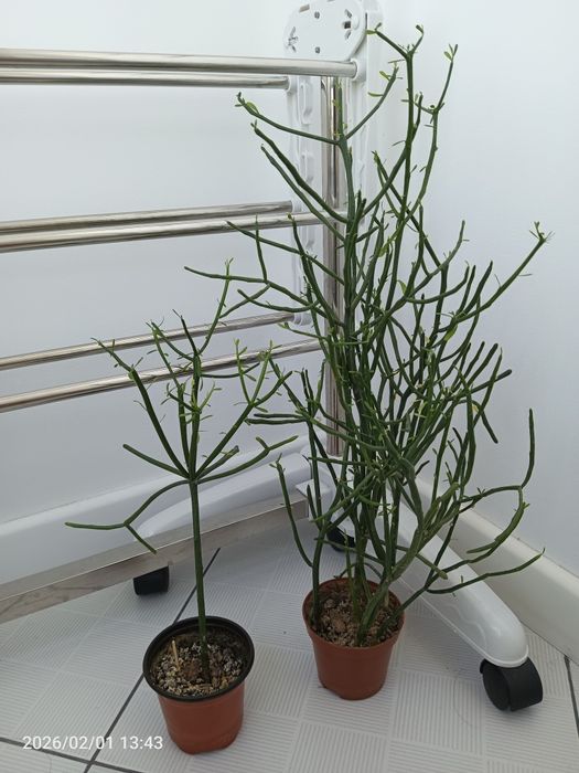 Эуфорбия /молочай/ суккулент/лофт