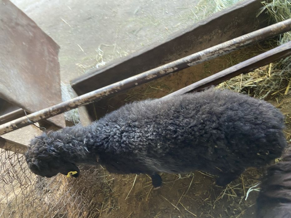 Козы.              .