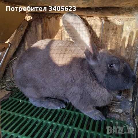 мъжки зайци великани