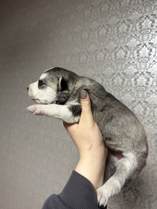 Щенки чистокровных хаски