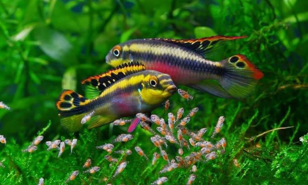 Пельвикахромис попугай