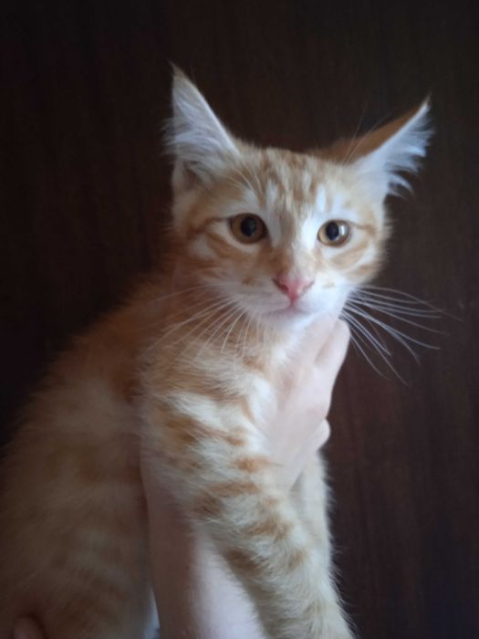 Рыжий котёнок, мальчик, 3 месяца.