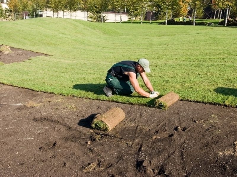 Газон живая рулонные