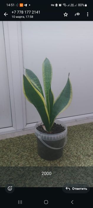 Комнатные растения