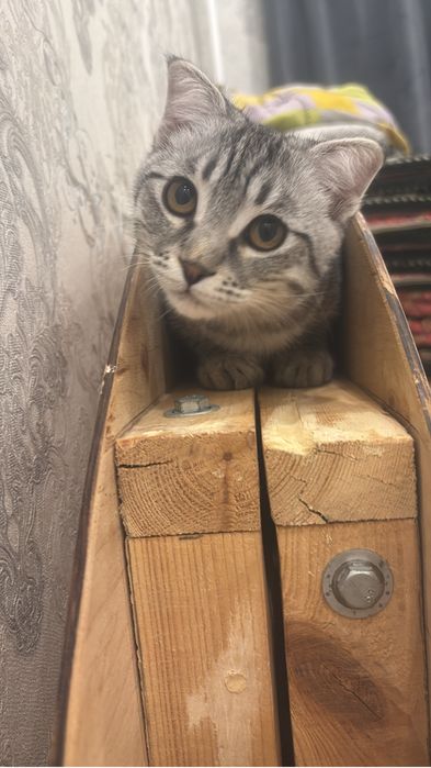 мысык бесплатно 4 айлық барлык затымен бірге