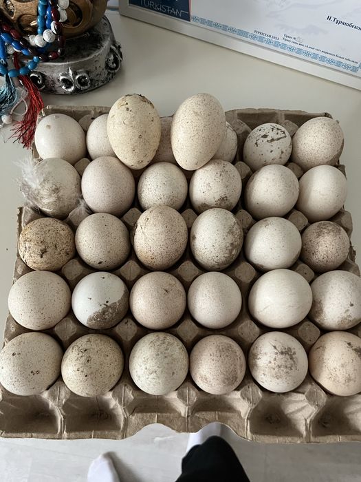 Индук жумырткасы