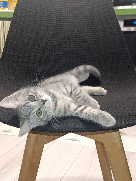 Котята породистые
