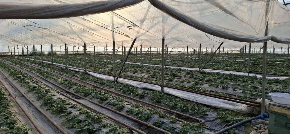 Продаётся 5 гектаров (уртачирчик)