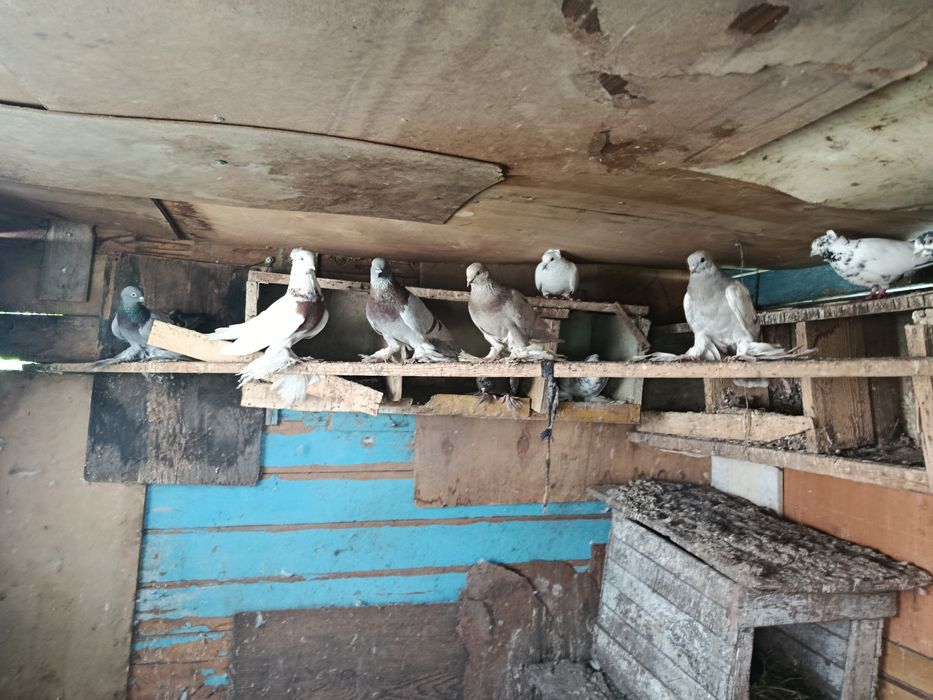 Продам голубей разных пород