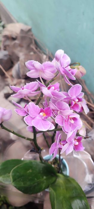 Орхидеи новые в наличии