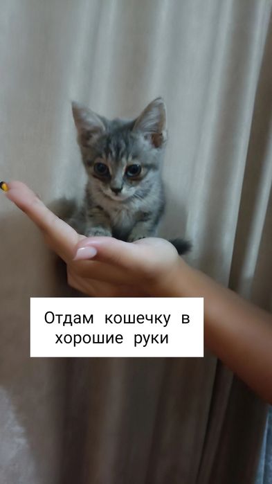 Отдам кошечку в хорошие руки девочка