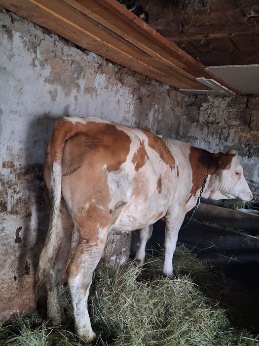 Vând juninca de 11 luni
