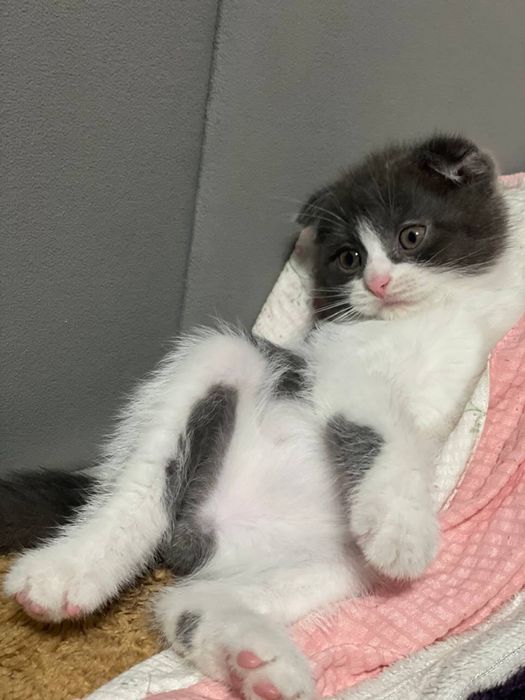 СРОЧНО Шотландские котята