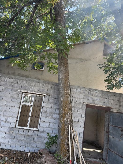 Продам деревья 10 штук