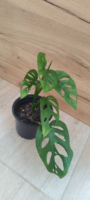 Филодендрон (Philodendron) / Сингониум (Syngonium)