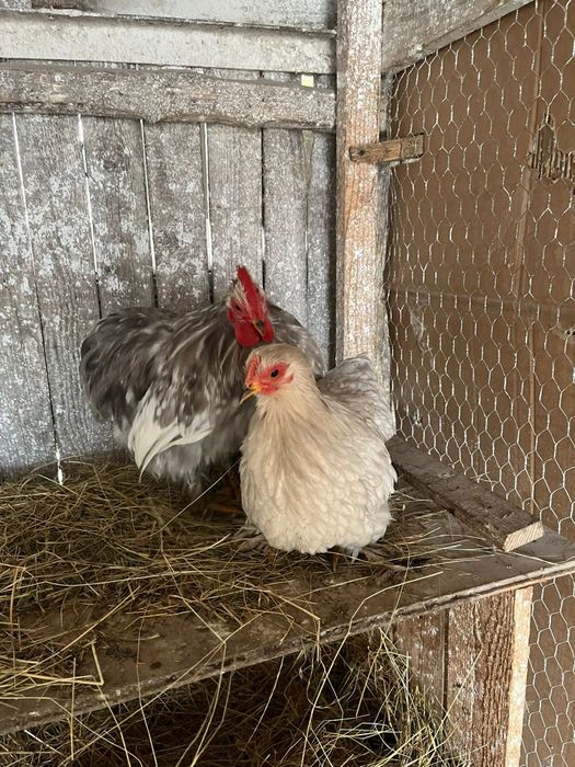 Vând cochinchina pitic