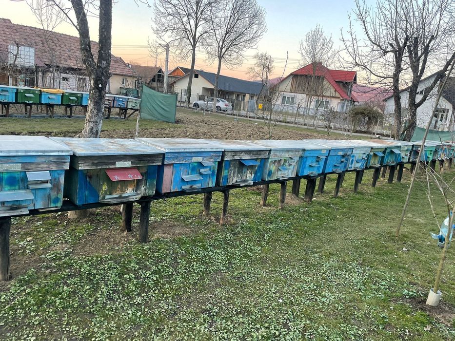 Rame cu albine cu matcă – familii 6-7 rame