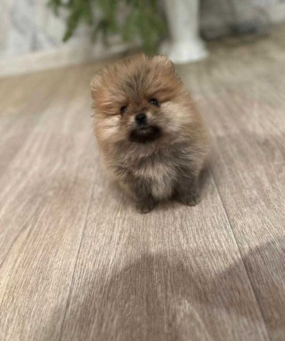 Продажа животных