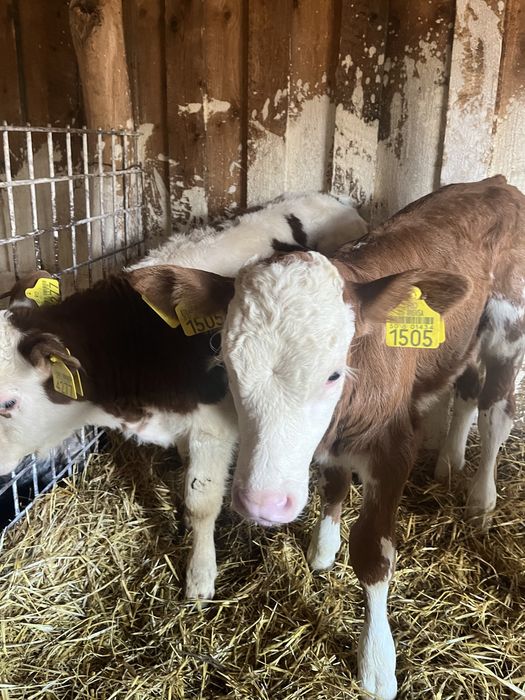 Vand o vitea baltata