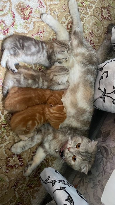 Шотландские котята