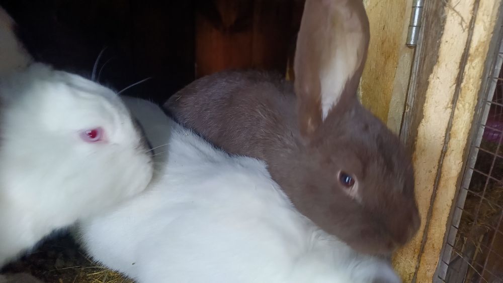 Продам кролов,кролих.