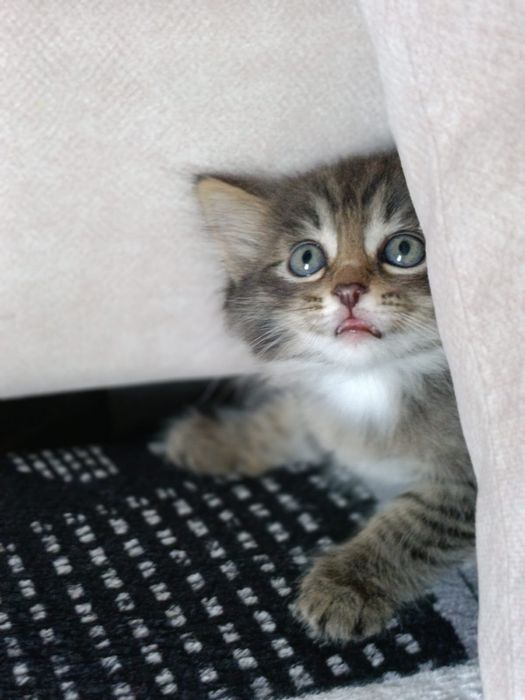 Отдам котят ! Две девочки и мальчик