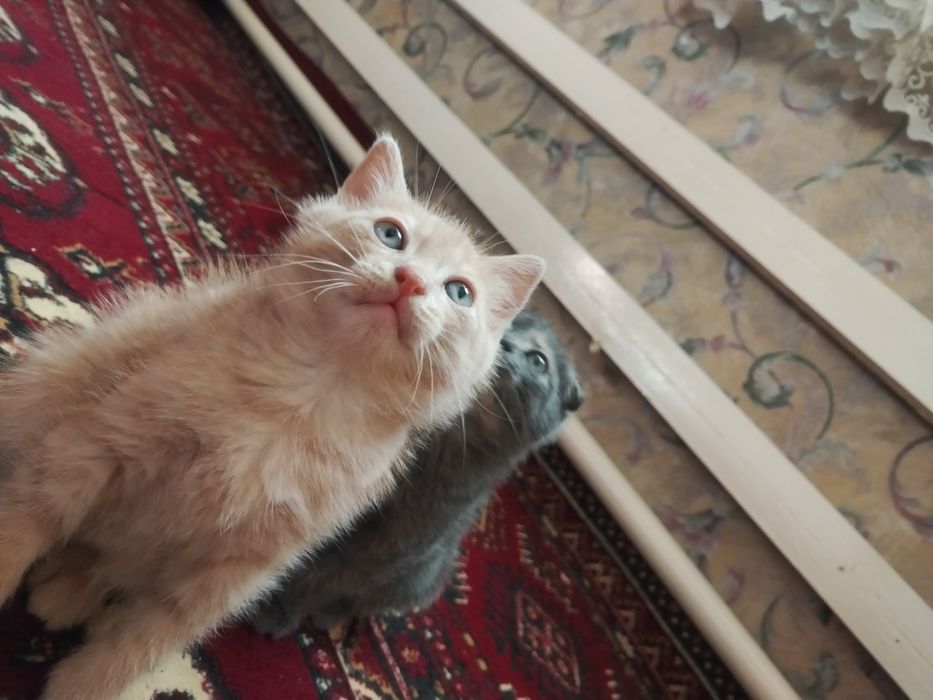 Кошка мушук скоч форт