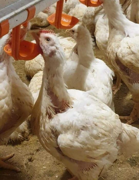 Pui de rasă mixtă și alb de carne