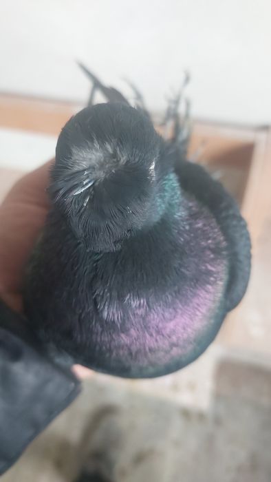 Голуби. Кептер. Двухчубие Носочубие