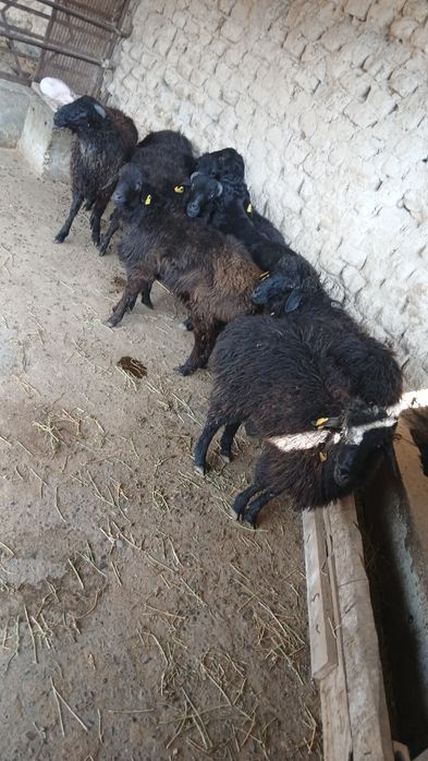 8 бас қошқарлар .