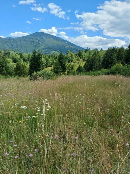 Teren extravilan Câmpu lui Neag(Fețele Topliței)-judetul Hunedoara