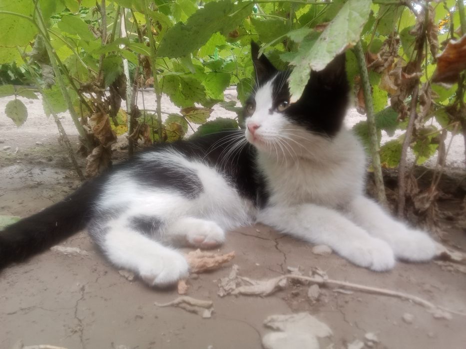Отдам в хорошие руки котят