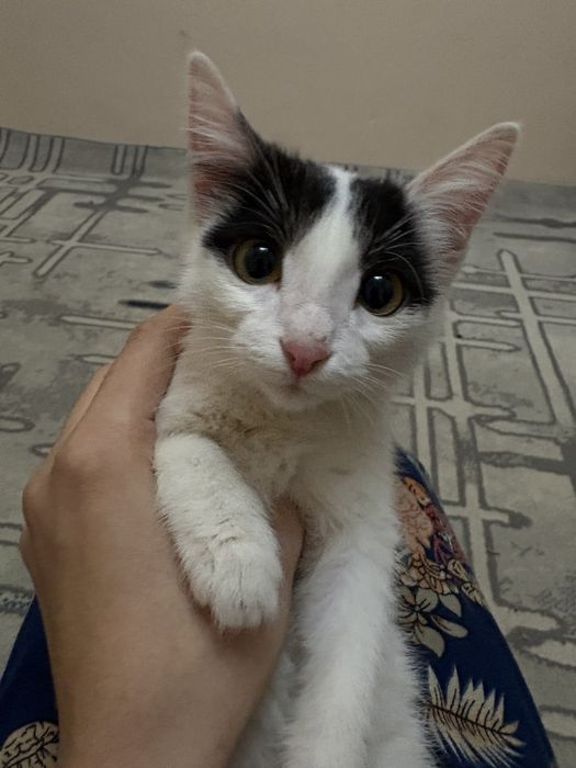 пишик сатылады жаксы багатын адамга