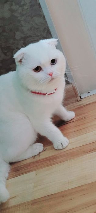 Вязка кот шотландский вислоухий