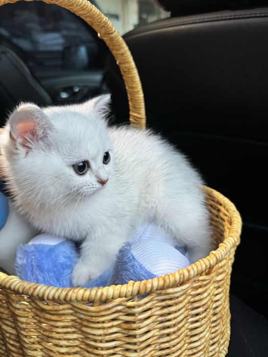 Серибриская шиншила котёнок