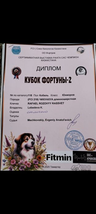 Шикарный кобель чихуахуа. Вязка.