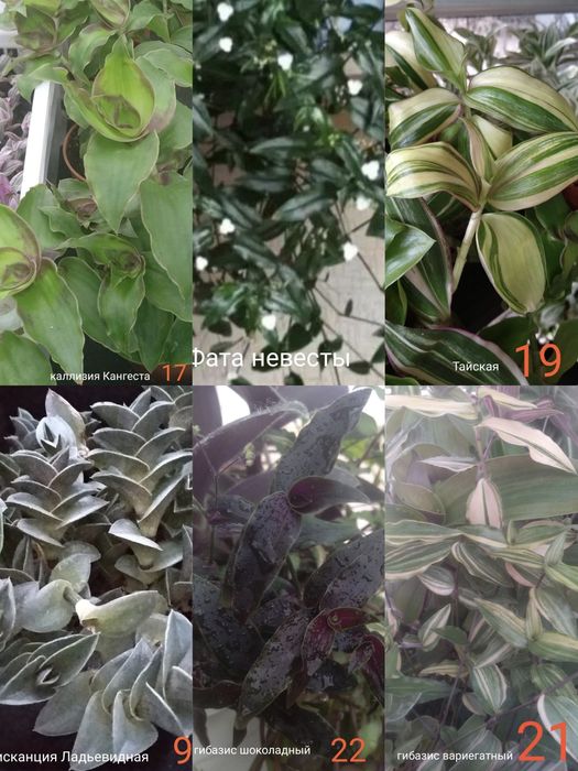 Традисканции и коллизии