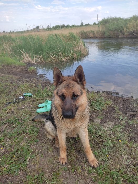 Вязка немецкая овчарка