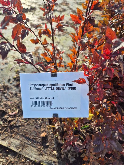 Кизильник Блестящий