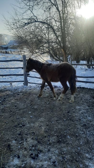 Жеребёнок 10айлык