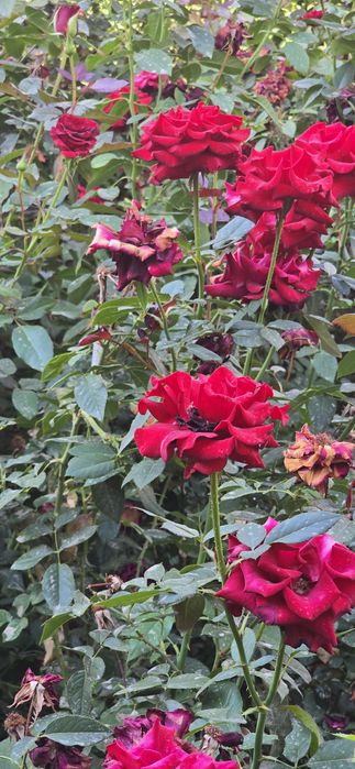 Атиргул кўчатлар