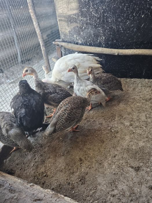 Pui de bibilică de vânzare