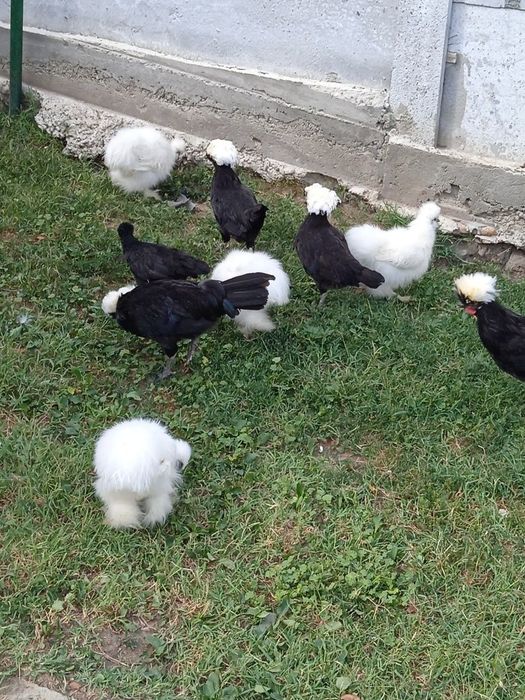 Vand gaini Motata olandeza