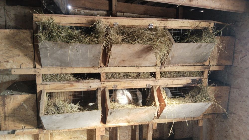 Продам кроликов французский барашек