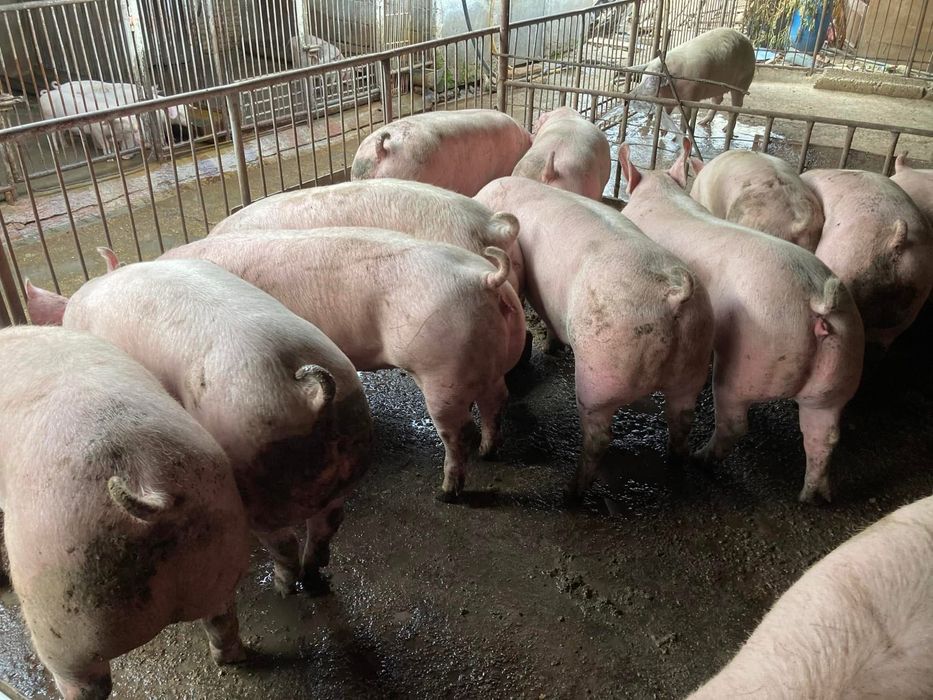 Продаваме прасета