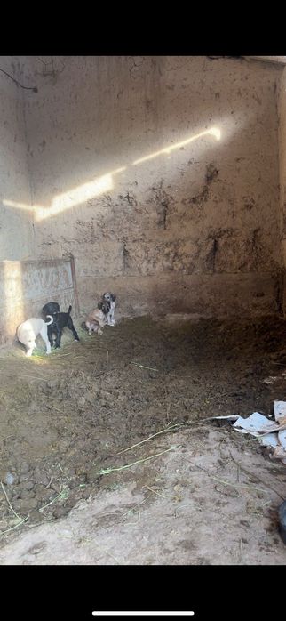 Тазы күшік тер бар